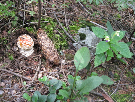 Mushroom and flower - flowers, nature, mushroom, photography, mc