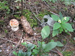 Mushroom and flower