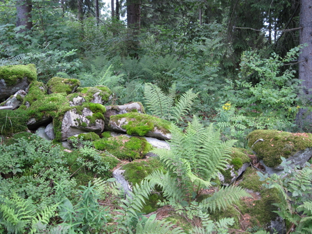 Forest view - nature, view, mc, forest, photography