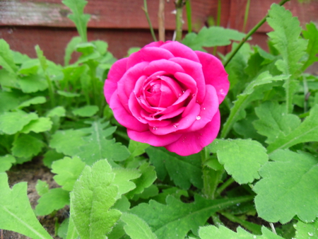 Red rose - red, leaves, soil, rose