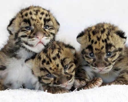 leopard Cubs - mouth, leopard, eyes, cat, fur, fast, nose, cute, spots, bunch