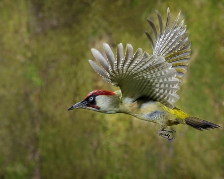 Male Green Woodpecker - wings, green, flight, bird