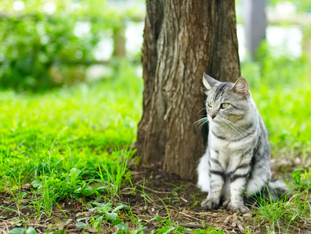 Green - animal, kitten, cat, feline, grass