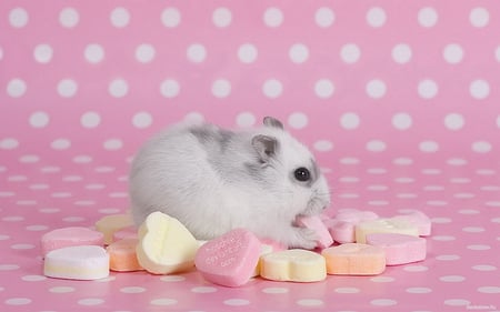 Cute bunny - animal, easter, bunny, rodent