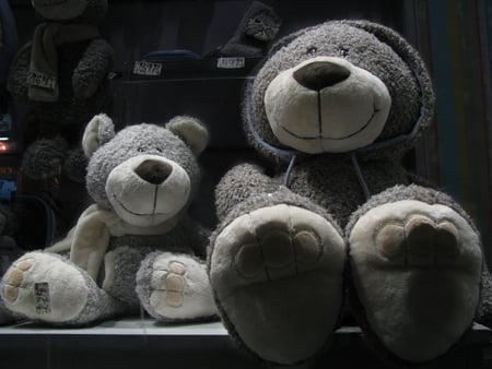 Bears - photography, animal, bear, teddy