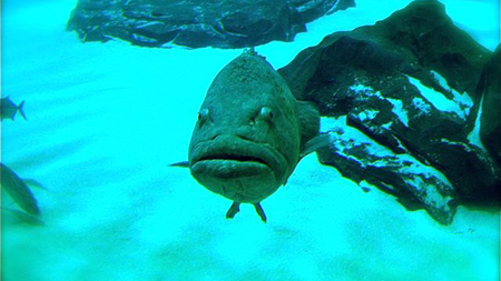 Grouper - aquarium, fish, fish tank, grouper