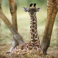 Baby Giraffe 2