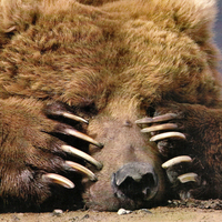 Peek-A-Boo - Brown Bear F2