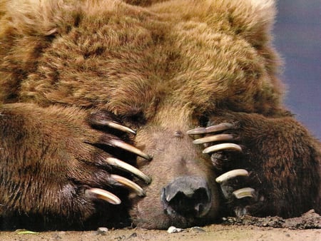 Peek-A-Boo - Brown Bear F2 - photography, jerry horowitz, alaska, kodiak island, horowitz, photo, animal, brown bear, wildlife