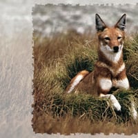 Ethiopian Wolf 