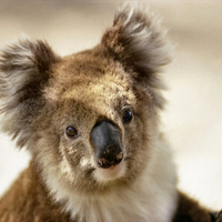 Koala F1