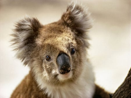 Koala F1 - joe scherschel, koala, animal, photography, photo, scherschel, wildlife, australia