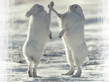 High 5 - Snowshoe Hares 1 - wildlife, ice, hare, art wolfe, photography, winter, wolfe, snowshoe, rabbit, snow, scenery, animal, photo