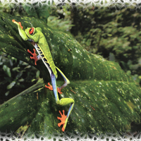 Red-eyed Tree Frog 1