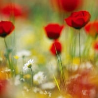 Red Poppies and Daisies 1