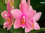 Beautiful Pink Orchids (for Shebina)