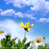 White Yellow Flower In Spring Time