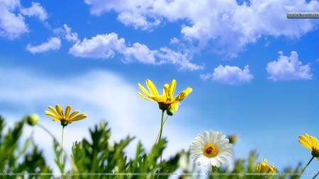 White Yellow Flower In Spring Time - yellow flower, white flower, photography, spring