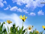 White Yellow Flower In Spring Time