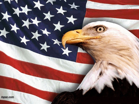 eagle supports america - sharpbeaks, eagle, sharpeyes, america