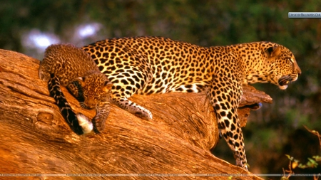 Natural Entertainment - cheetah, cub, photography, cat