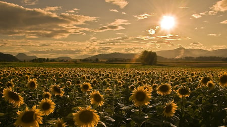 sunset - pretty, hills, yellow, summer, splendor, landscape, yellow flowers, flowers, view, sky, clouds, beautiful, beauty, colors, lovely, wildflowers, colorful, nature, sunset, mountains, peaceful