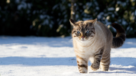 cat - pretty, cat face, eyes, snow, paws, flowers, kitten, cats, face, winter, beautiful, photography, beauty, colors, lovely, sweet, cat, nature, cute, adorable, animals, kitty