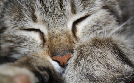 sweet - cute, beautiful, cat, adorable, eyes, kitty, cats, photography, nature, cat face, paws, face, animals, pretty, beauty, sweet, kitten, lovely, colors