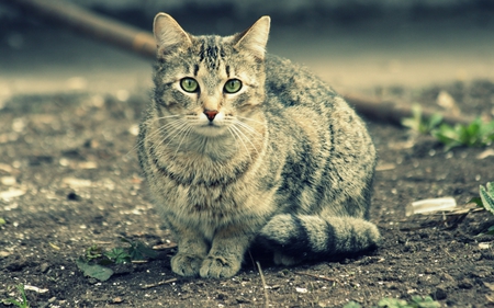 sweet - cute, beautiful, cat, adorable, eyes, kitty, cats, photography, nature, cat face, paws, face, animals, pretty, beauty, sweet, kitten, lovely, colors