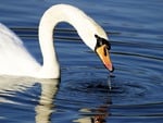 Mute swan