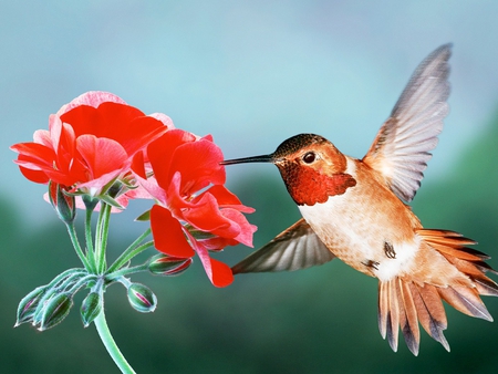 Rufous hummingbird - nature, hummingbird, animal, rufous, bird, flower