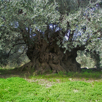 Olive Tree