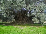 Olive Tree