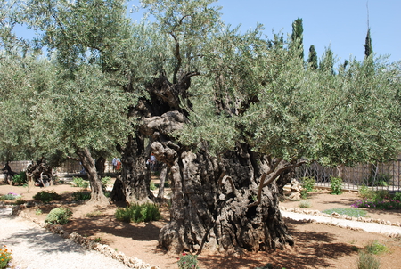 Olive Trees in the Garden of Ghetsemane - garden, olive trees, image, nature