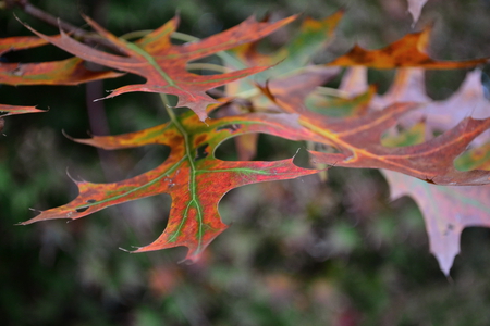 Autumn oak - oak tree, orange, leaves, autumn