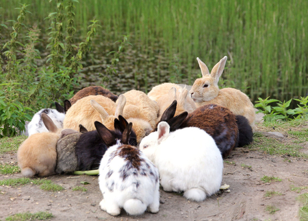 bunny meeting - animals, bunny, cute, meeting