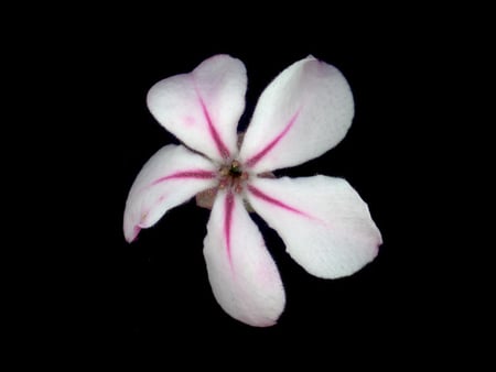 5 petaled flower - white, black, 5petals, pink