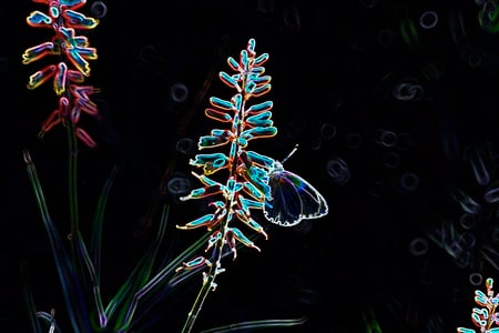 Neon butterfly - butterfly, black, colourful, neon