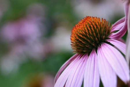 flower - red, flower, pink, bloom