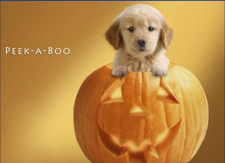 peek a boo - cute, lovely, halloween, pumpkin, dog