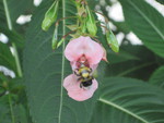 Flowers and bug