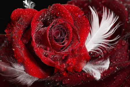 Roses & Feathers - teardrops, rose, feathers, red