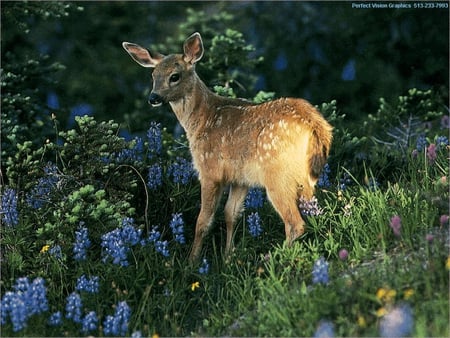 deer in the forest - nature, trees, forest, woods, deers, animals