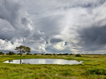 Rainy Day - sky, alone, grey, clouds, tree, rainy, grass, fileld