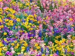 Mixed Spring Wildflowers