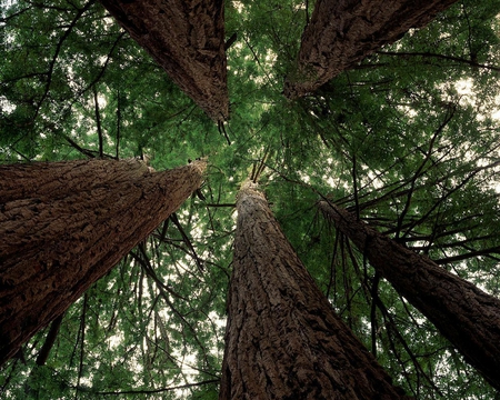 Coastal Redwoods - leaves, bark, trees, limbs