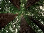 Coastal Redwoods