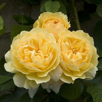 Graham Stuart Thomas Roses