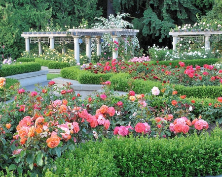 Rose Garden British Columbia - bunch, colors, flowers, hedges