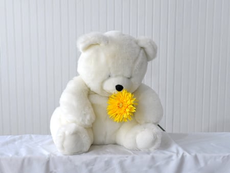 teddy - bear, teddy, cute, lonely